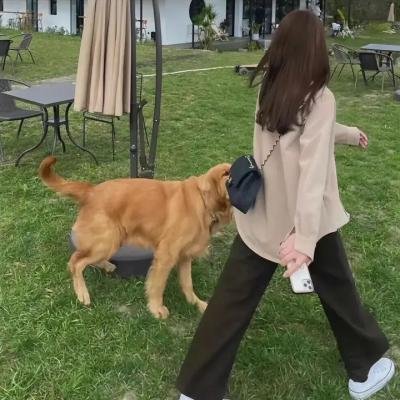 美丽见习生